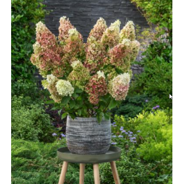 Гортензия метельчатая Руби Хоббит (р9)