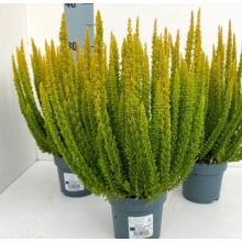 Вереск Сан-Диего (р12) Вереск Сан-Диего (р12)