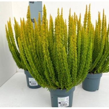 Вереск Сан-Диего (р12)