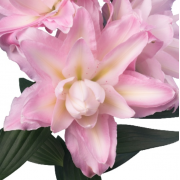 Луковица лилии Санни Дабл Дьюти (Азиатские махровые)