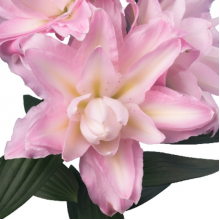 Луковица лилии Санни Дабл Дьюти (Азиатские махровые) Луковица лилии Санни Дабл Дьюти (Азиатские махровые)