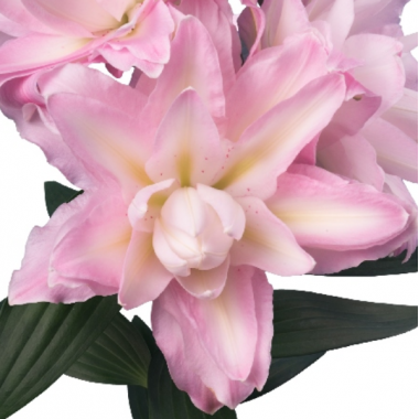 Луковица лилии Санни Дабл Дьюти (Азиатские махровые)