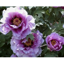 Пион древовидный Синий Сапфир (2/3 ветки)