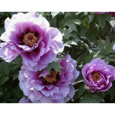 Пион древовидный Синий Сапфир (2/3 ветки)