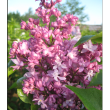 Сирень Спокан (2-летка) Сирень Спокан (2-летка)