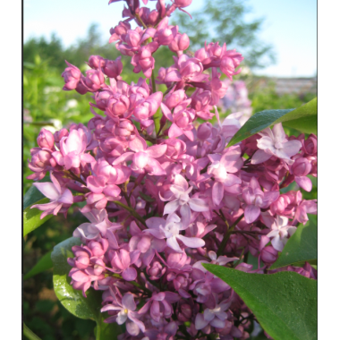 Сирень Спокан (2-летка)