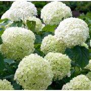 Гортензия древовидная Стронг Аннабель (р9, Европа)