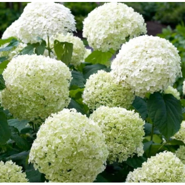 Гортензия древовидная Стронг Аннабель (р9, Европа)