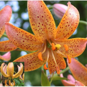 Луковица лилии Террас Сити 18/20 см (Мартагон)