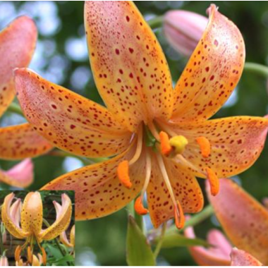 Луковица лилии Террас Сити 18/20 см (Мартагон)