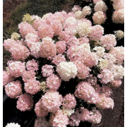 Гортензия метельчатая Файерлайт Тини Бит (ОКС, 3-5 веток)