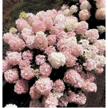 Гортензия метельчатая Файерлайт Тини Бит (ОКС, 3-5 веток)