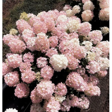 Гортензия метельчатая Файерлайт Тини Бит (ОКС, 3-5 веток)