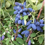 Жимолость Томи (р9)