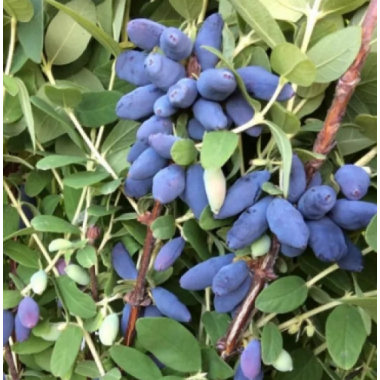 Жимолость Томи (р9)