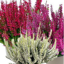 Вереск микс сортов Трио Герлс 2 (Милва, Хелена, Леонарда) р15 Вереск микс сортов Трио Герлс 2 (Милва, Хелена, Леонарда) р15