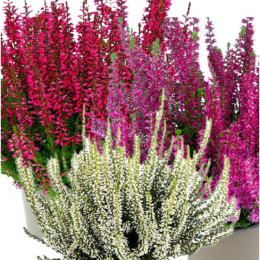 Вереск  микс сортов Трио Герлс 2 (Милва, Хелена, Леонарда) р15