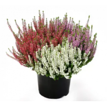 Вереск, микс сортов Трио Герлс 3 (Милва, Хелена Лилит) р15 Вереск, микс сортов Трио Герлс 3 (Милва, Хелена Лилит) р15