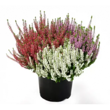 Вереск, микс сортов Трио Герлс 3 (Милва, Хелена Лилит) р15