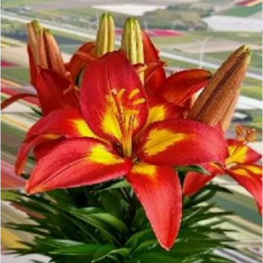 Луковица лилии Твига Джой (азиатская низкорослая)