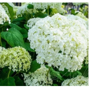 Гортензия древовидная Уайт Болл (р9)