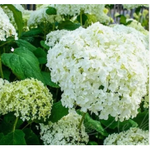 Гортензия древовидная Уайт Болл (р9) Гортензия древовидная Уайт Болл (р9)