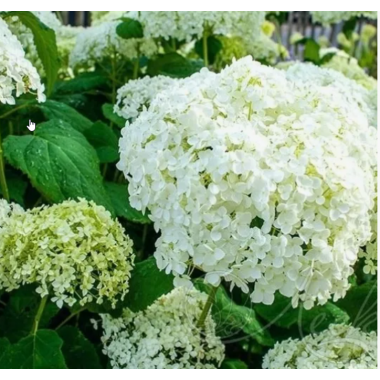 Гортензия древовидная Уайт Болл (р9)