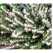 Эрика Винтер Лейдиз белая р12