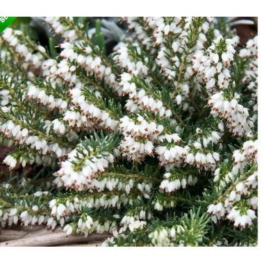 Эрика Винтер Лейдиз белая р12