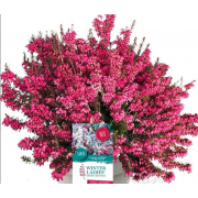 Эрика Винтер Лейдиз красная р12