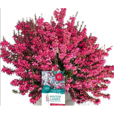 Эрика Винтер Лейдиз красная р12