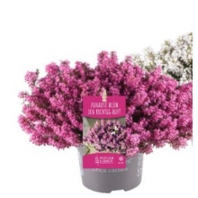 Эрика Винтер Лейдиз розовая р12 Эрика Винтер Лейдиз розовая р12