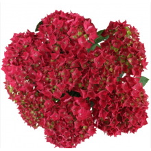 Гортензия крупнолистная Вокс Марине Ред (р14) Гортензия крупнолистная Вокс Марине Ред (р14)