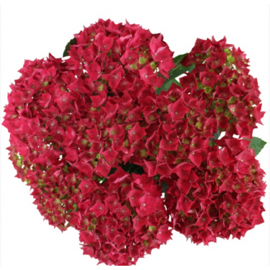 Гортензия крупнолистная Вокс Марине Ред (р14)