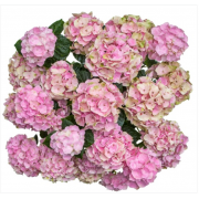 Гортензия крупнолистная Вокс Пастель Пинк (р14)