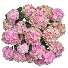 Гортензия крупнолистная Вокс Пастель Пинк (р14) Гортензия крупнолистная Вокс Пастель Пинк (р14)
