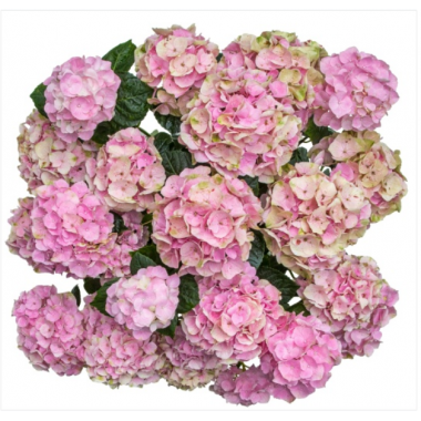 Гортензия крупнолистная Вокс Пастель Пинк (р14)