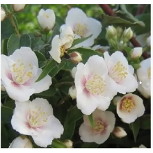 Чубушник (жасмин) Земляничный (ОКС, 2-летка)