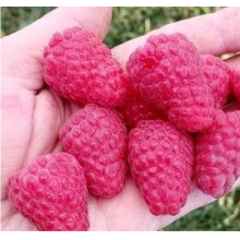 Малина Жанна Орлеанская (р9) Малина Жанна Орлеанская (р9)