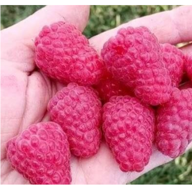 Малина Жанна Орлеанская (р9)