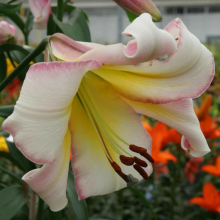 Луковица лилии Пекин Мун (ОТ-гибрид) Луковица лилии Пекин Мун (ОТ-гибрид)