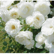 Роза Айсберг (плетистая)