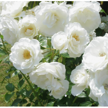 Роза Айсберг (плетистая)