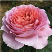 Роза Айсфогель (чайно-гибрид.)