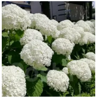 Гортензия древовидная  Аннабель (ОКС, 3-5 веток)