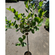 Арония (черноплодная рябина) на штамбе 40 см ( 5 литр. конт)