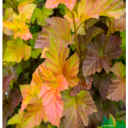 Пузыреплодник Литтл Лена (р9)