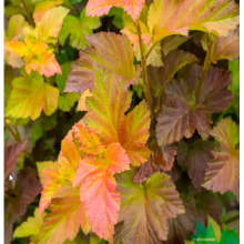 Пузыреплодник Литтл Лена (р9)