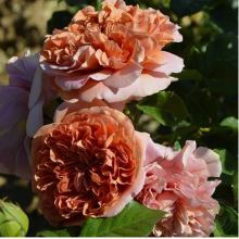 Роза Бель де Анжу (шраб)