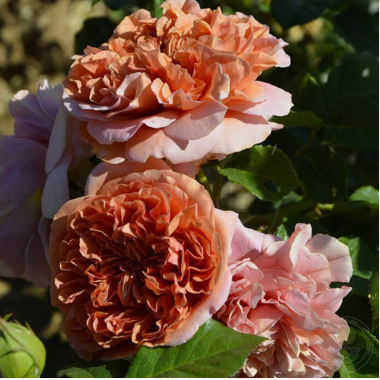 Роза Бель де Анжу (шраб)